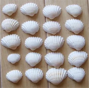 100 kozarcev/Veliko Naravnih lupini diy tank akvarij dekoracijo belo lupino, 2-3 cm, mala conch morju naravno obrti belih morskih školjk conch