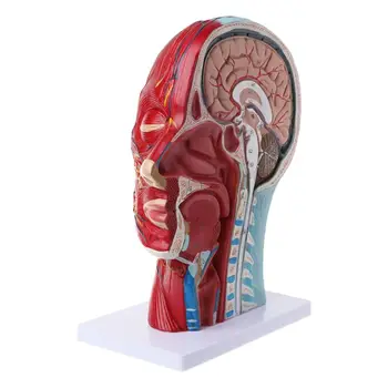 2020 Novo Človeško Anatomski Pol Glave, Obraza Anatomijo Medicinske Možganov Vratu Mediana Oddelek Študija Model, Živcev In Krvnih Žil Za Poučevanje