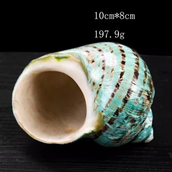 8-12 cm Naravnih Redkih Velikih Conch Lupini Zelena Turbo Navtičnih Doma Dekor Zbirateljski Primerek Trak Polž Seashell Poroko Dekor