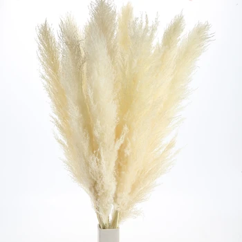 80 cm Pampe Travo, Naravno Reed Poroko Posušen Cvet Velike Bež Puhasto Slovesnosti Valentinovo Dekoracijo Sodobnega Doma