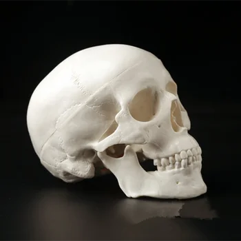 Mini Lobanje Človeških Anatomskih Anatomiji Glave Medicinski Model Priročno 92x99x71mm