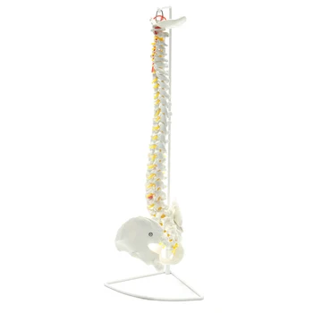 73 cm Življenje Velikost Prilagodljiva Chiropractic Človeške Hrbtenice Anatomska Zgradba Modela S Stojalom Šolo za Medicinske Znanosti Izobraževalni Model
