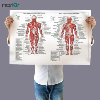 Platno Stensko Slikarstvo v slikah, Človeške Anatomije Mišice Sistem Umetniško Platno Poster Tiskanje Telo Zemljevid Slike za Medicinsko Izobraževanje