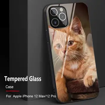 Za iPhone 11 12 Max Pro Mini XR XS X 8 7 6 6S Plus SE 2020 Primeru Luštna Mačka, Kaljeno Steklo, Okvir Soft Hrbtni Pokrovček Coque Fundas Capa