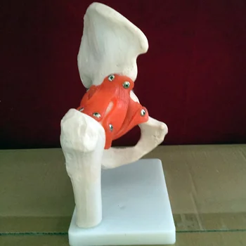 človekove Kolka model(Z umetno ligament) Medicinske poučevanja sklepov model