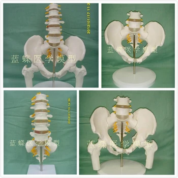Ženska medenica z dvema ledvenih vretenc model človeški skelet modela medenico model ledvenega dela stegnenice