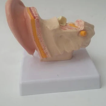 1,5-Krat Človeško Uho Anatomija Model, ki Prikazuje Organov Struktura Srednje in Zunanjega Ušesa Medicinske Poučevanje, Potrebščine