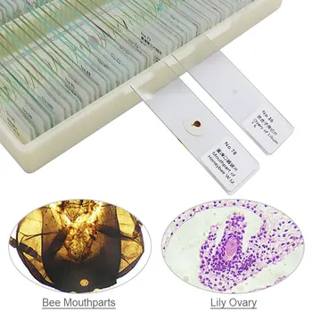 100 KOS Pripravljeni Mikroskopom Strani Rastline, Živali, Žuželke Človeških Tkiv Mikroskopom steklu za Študij Bioloških Poučevanje