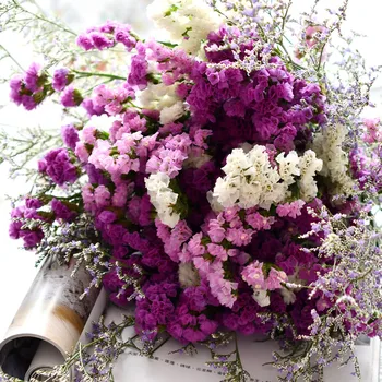 20pcs Bela Svetloba Vijolično barvo posušene forget-me-not cvet kup naravne rastline božična poroka dekoracija, cvetje