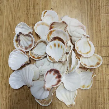50Pcs bele luknje conch Pokrovača Lupine, Naravno Seashell od Morja Plaža Velika Lupina Z Luknjami za DIY Umetnostne Obrti Dekor