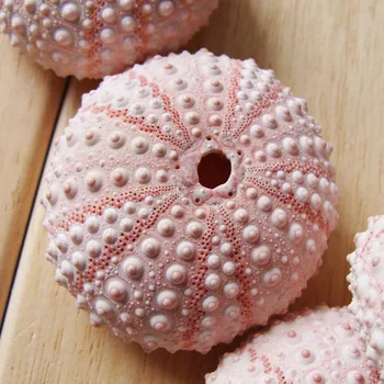 5pcs Naravni morski ježek roza morski ježek oknu shell design dekoracijo DIY stenske nalepke za dekoracijo doma Sredozemlju