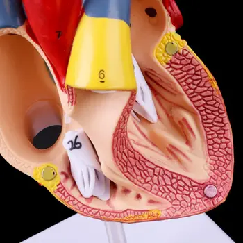 2019 NOVO Razstaviti Anatomski Človeško Srce Model Anatomijo Medicinske učni pripomoček
