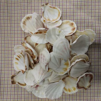 50Pcs bele luknje conch Pokrovača Lupine, Naravno Seashell od Morja Plaža Velika Lupina Z Luknjami za DIY Umetnostne Obrti Dekor