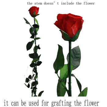 5pcs Naravno Ohranjenih Veje Rose Vreteno 50 cm za Cepljenje Cvetje Forum, Poročne Matične Dekoracijo s Differen Dolžina