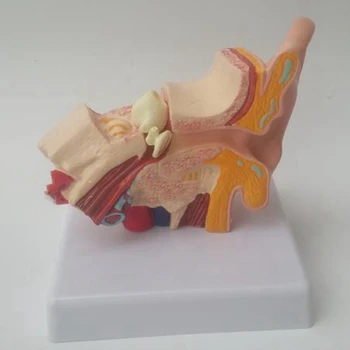 1,5-Krat Človeško Uho Anatomija Model, ki Prikazuje Organov Struktura Srednje in Zunanjega Ušesa Medicinske Poučevanje, Potrebščine