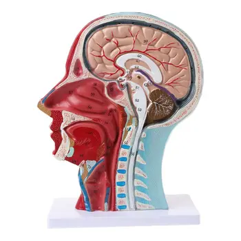 2020 Novo Človeško Anatomski Pol Glave, Obraza Anatomijo Medicinske Možganov Vratu Mediana Oddelek Študija Model, Živcev In Krvnih Žil Za Poučevanje