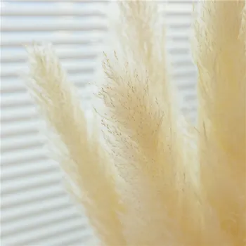 80 cm Pampe Travo, Naravno Reed Poroko Posušen Cvet Velike Bež Puhasto Slovesnosti Valentinovo Dekoracijo Sodobnega Doma
