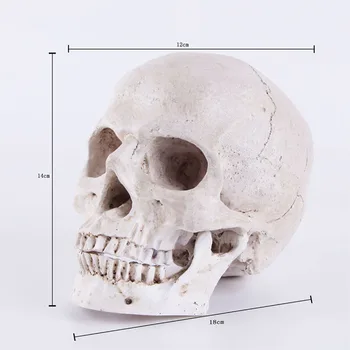 HeyMamba Halloween Dekoracijo Lobanje Model Kip Človeških Anatomskih Anatomiji Glave Medicinski Model Doma Bar Dekoracijo