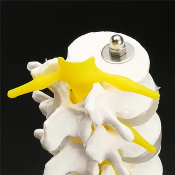 30 cm Življenje Velikost Chiropractic Človeških Anatomskih Ledvenih Vretenc Hrbtenice Anatomija Model Šole, Izobraževalne Medicinski Model Poučevanja Orodje