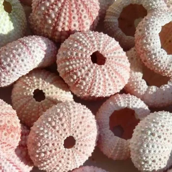 5pcs Naravni morski ježek roza morski ježek oknu shell design dekoracijo DIY stenske nalepke za dekoracijo doma Sredozemlju