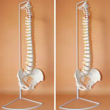 73 cm Življenje Velikost Prilagodljiva Chiropractic Človeške Hrbtenice Anatomska Zgradba Modela S Stojalom Šolo za Medicinske Znanosti Izobraževalni Model