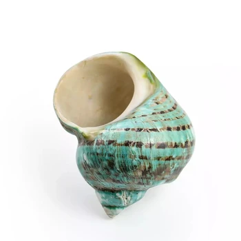 8-12 cm Naravnih Redkih Velikih Conch Lupini Zelena Turbo Navtičnih Doma Dekor Zbirateljski Primerek Trak Polž Seashell Poroko Dekor