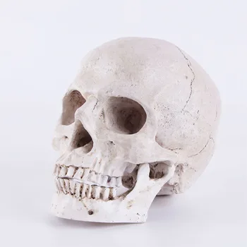 HeyMamba Halloween Dekoracijo Lobanje Model Kip Človeških Anatomskih Anatomiji Glave Medicinski Model Doma Bar Dekoracijo